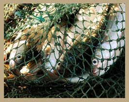 A photo of fish in a fishing net
