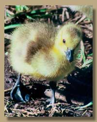 Photo of a baby duck