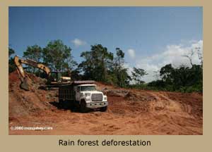 Rain forest deforestation.