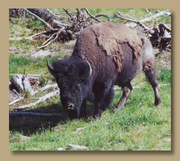 Photo of a buffalo