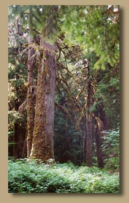 Photo of trees in a forest.